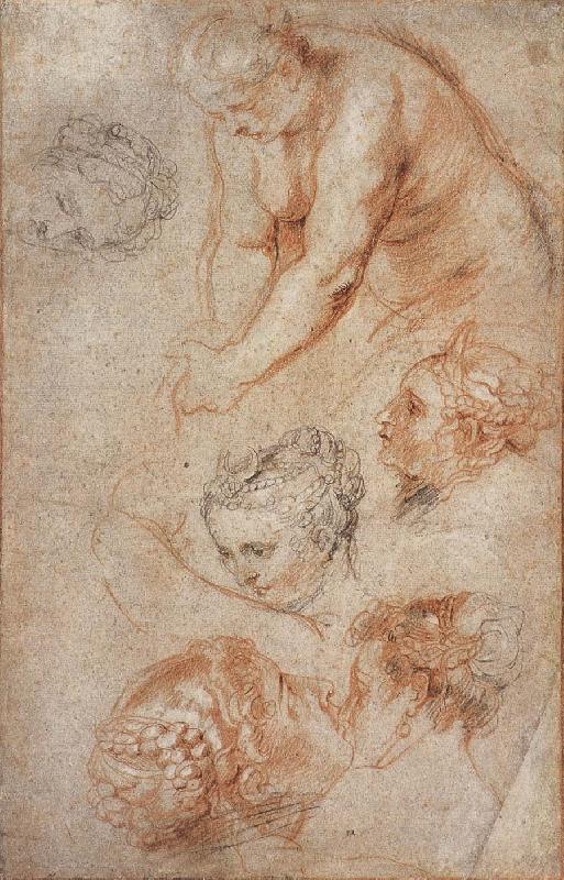 Peter Paul Rubens Woman sketch oil painting image